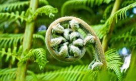 4 Effective Methods for Keeping Birds Away from Ferns
