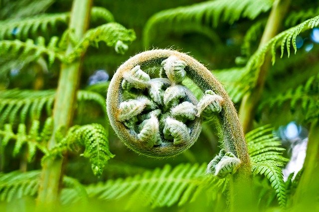 4 Effective Methods For Keeping Birds Away From Ferns