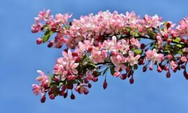 4 indications of a dying crabapple tree