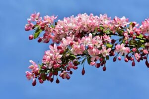 Read more about the article 4 indications of a dying crabapple tree