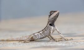 4 Ways to Keep Lizards Off Your Plants