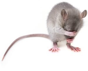 Read more about the article 5 Indications That You Might Have Mice