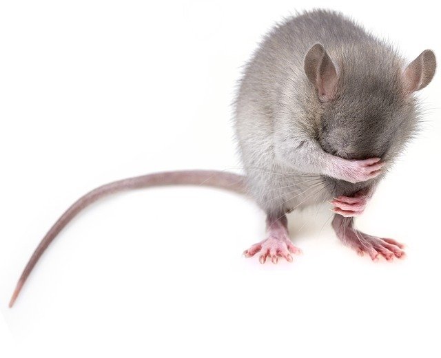 5 Indications That You Might Have Mice