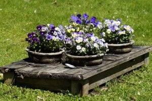 Read more about the article 7 Dish Garden Ideas for Indoor and Outdoor Living