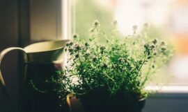 8 Easy-to-Grow Herbs for Your Windowsill