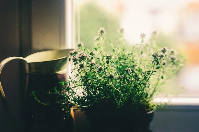 8 Easy-To-Grow Herbs For Your Windowsill