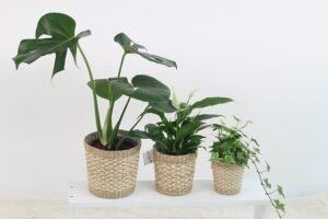 Read more about the article 8 Plants That Will Survive in the Shower