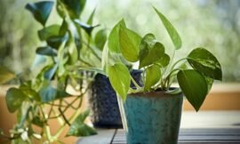 8 Pothos Houseplants for Easy Care