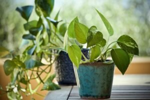 Read more about the article 8 Pothos Houseplants for Easy Care