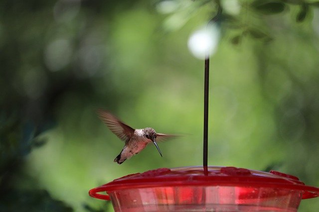 8 Simple Hummingbird Feeder Attraction Techniques