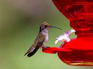 Read more about the article 8 Simple Hummingbird Feeder Attraction Techniques