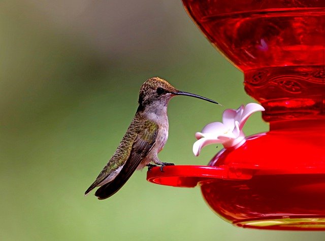 8 Simple Hummingbird Feeder Attraction Techniques