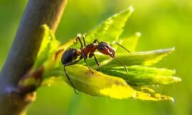 8 Time-Tested Ant-Repelling Techniques