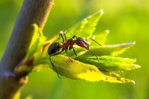 Read more about the article 8 Time-Tested Ant-Repelling Techniques