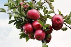 Read more about the article Apple Tree Growth Rate Plus Growth Hacks