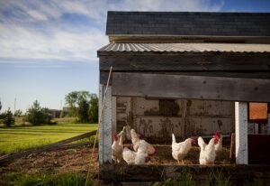 Read more about the article Chicken Coop Doors Have Two Doors for a Reason