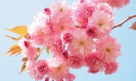 Do Cherry Blossoms Bear Fruit?