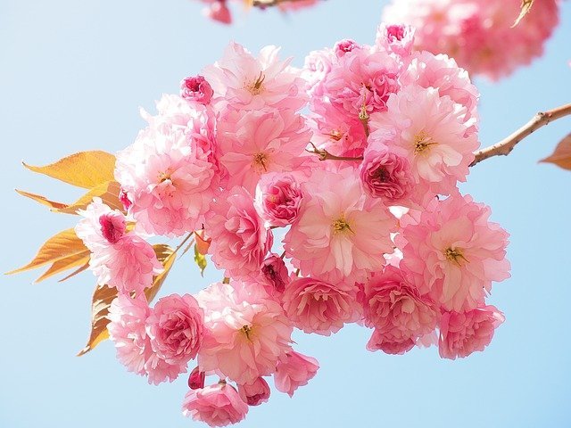 Do Cherry Blossoms Bear Fruit
