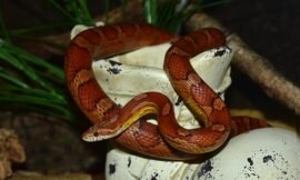 Do Corn Snakes Bite And Are Dangerous?