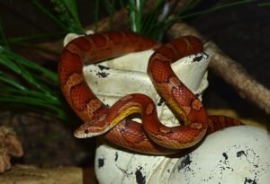 Read more about the article Do Corn Snakes Bite And Are Dangerous?