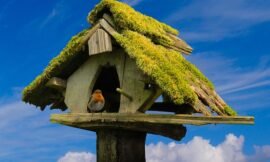 Factors to Consider When Attracting Birds to a Birdhouse
