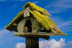 Read more about the article Factors to Consider When Attracting Birds to a Birdhouse