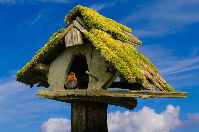 Factors to Consider When Attracting Birds to a Birdhouse