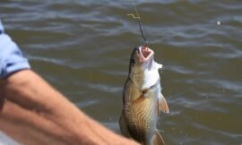 Is Fishing With Corn Legal In Texas?