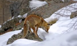 Is it possible to deter a fox from climbing a fence?