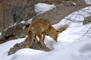 Read more about the article Is it possible to deter a fox from climbing a fence?