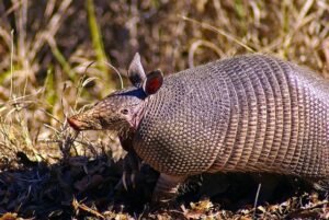 Read more about the article Keep Armadillos Out of Your Yard