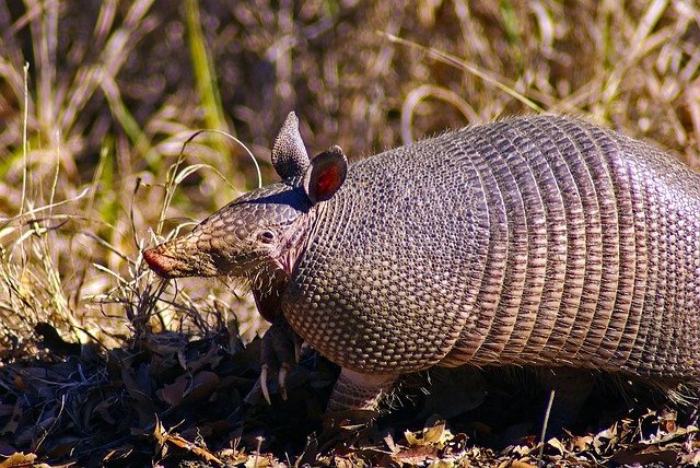 Keep Armadillos Out of Your Yard