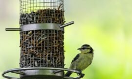 Magpies and Bird Feeders: 8 Easy Solutions