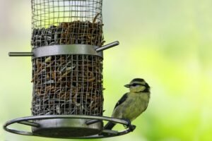 Read more about the article Magpies and Bird Feeders: 8 Easy Solutions