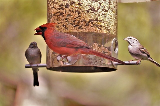 Magpies and Bird Feeders 8 Easy Solutions