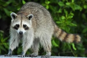 Read more about the article Raccoons Can Jump How High And How Far