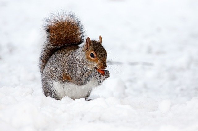 Squirrels Chatter Their Teeth For 4 Reasons.