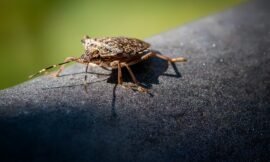 Stink Bugs and How to Get Rid of Them