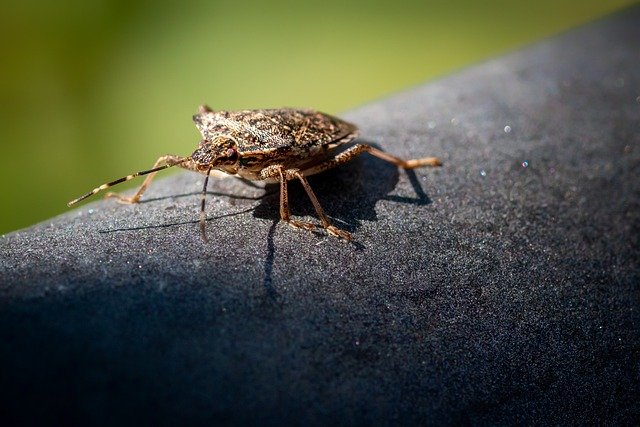 Stink Bugs and How to Get Rid of Them