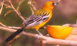 The 5 Common Types of Orioles and How to Attract Them