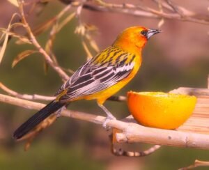 Read more about the article The 5 Common Types of Orioles and How to Attract Them