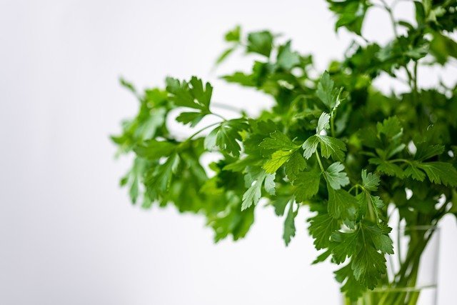 The Best Indoor grown Herbs