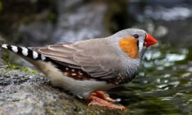 The Best Way to Attract Finches 7 Helpful Pointers