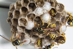 Read more about the article The Best Way to Prevent Wasp Infestations