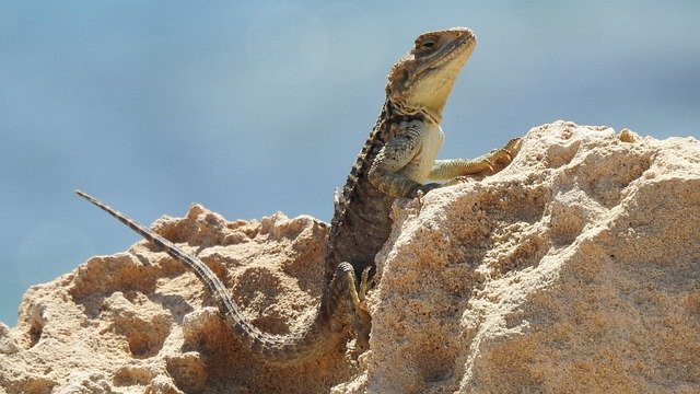 What Do House Lizards Eat How to Get Rid of Them