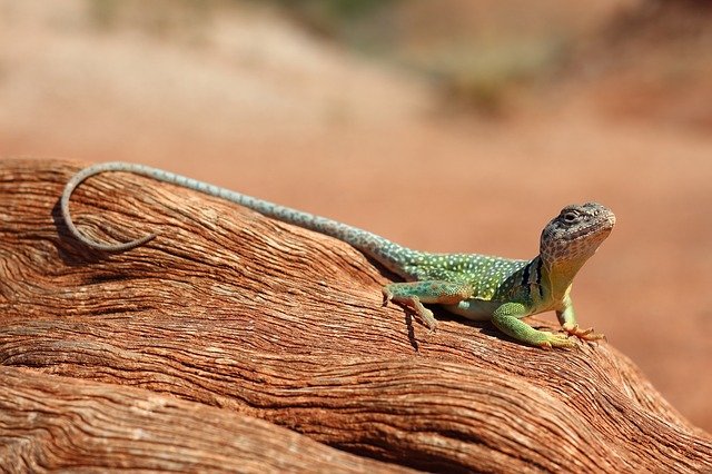 What Do House Lizards Eat How to Get Rid of Them