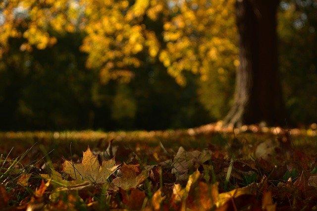 What Is the Average Lifespan of a Maple Tree