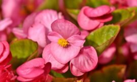 Which Begonias are Deer Resistant?