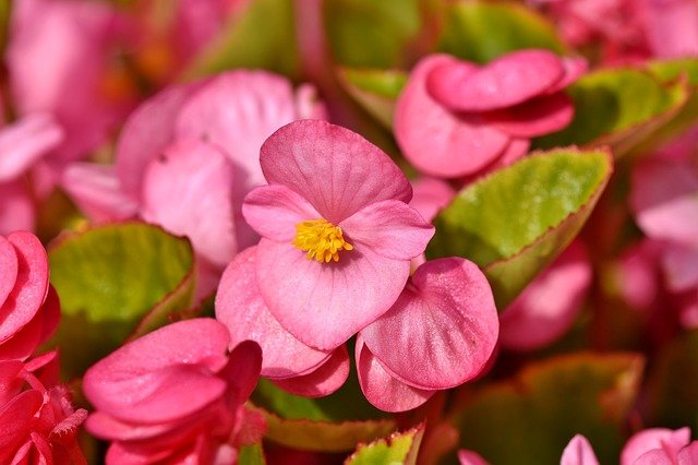 Which Begonias are Deer Resistant