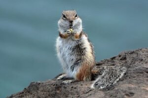 Read more about the article Why Do Chipmunks Hide Underground?